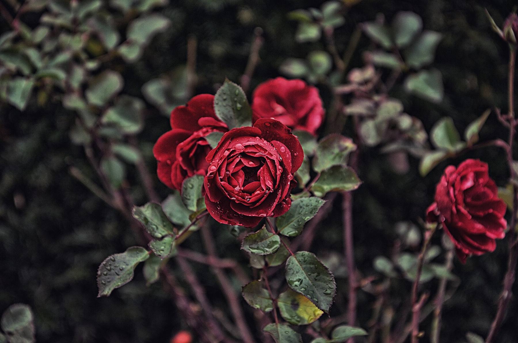 Deep red roses on a dark bush