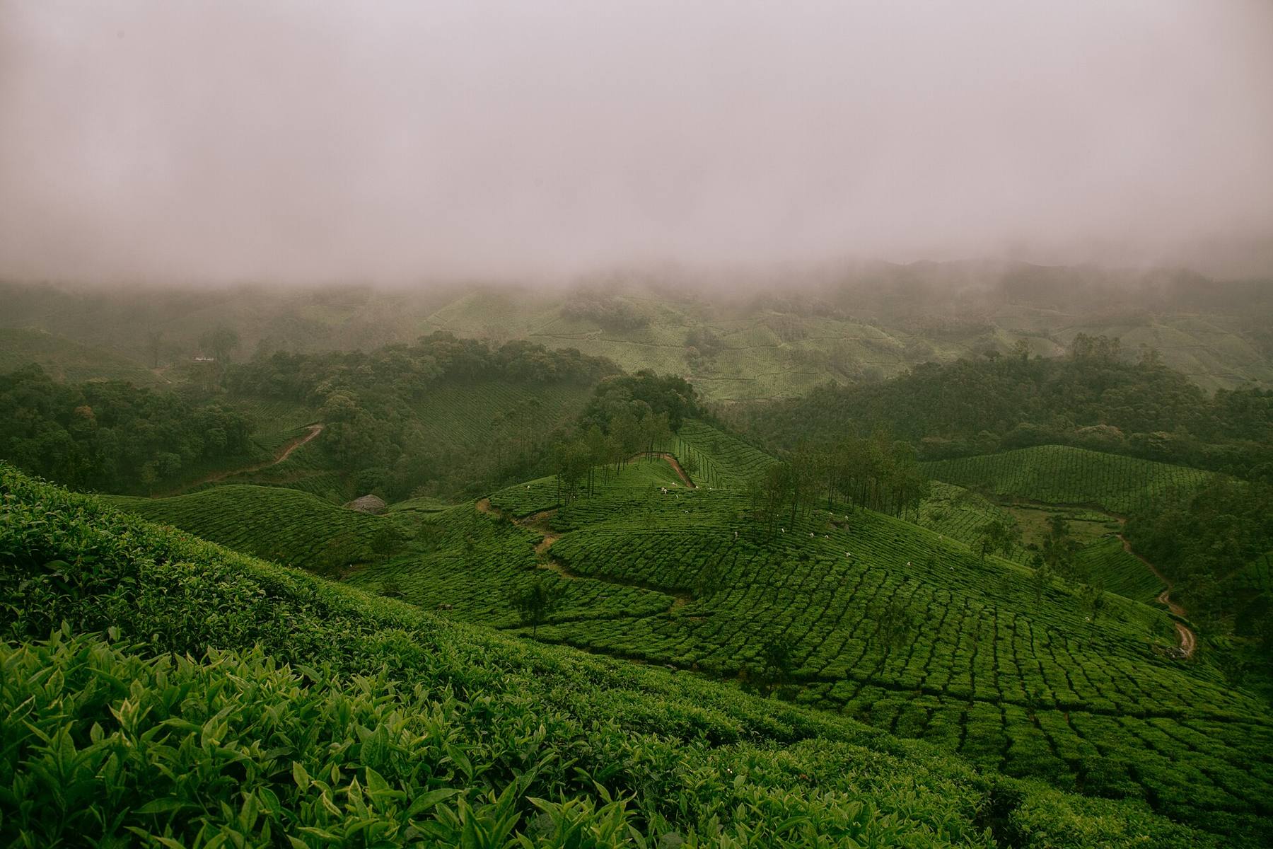 Tea gardens on misty green hills
